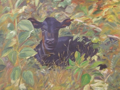 Calf